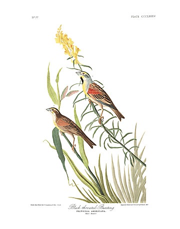 Dickcissel